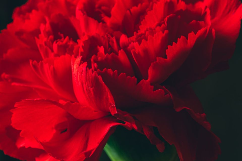 macro shot of a red carnation flower in bloom